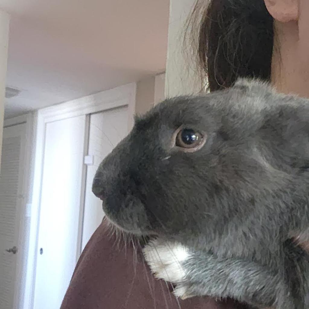 Enlarge Crystal Hot Sauce, a Adoptable American in Richmond, CA image 2/6