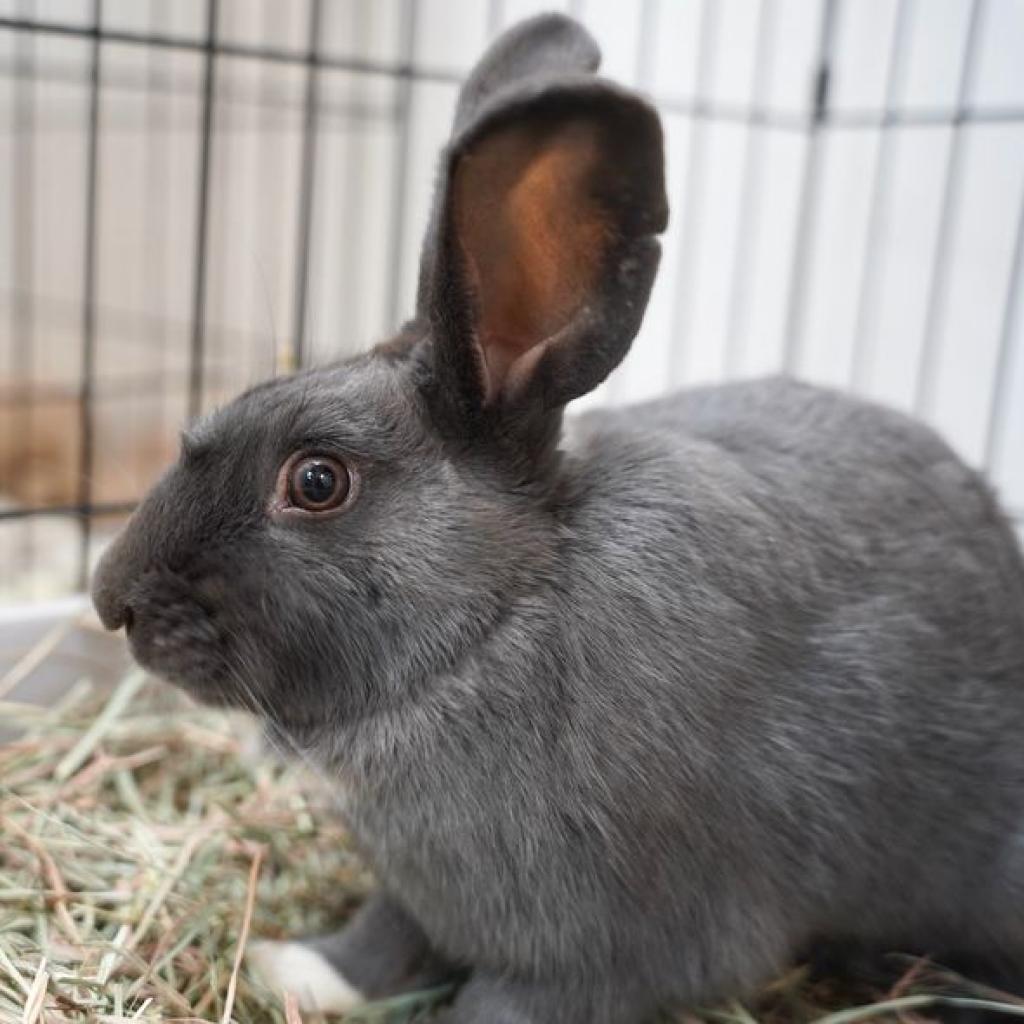 Enlarge Crystal Hot Sauce, a Adoptable American in Richmond, CA image 3/6