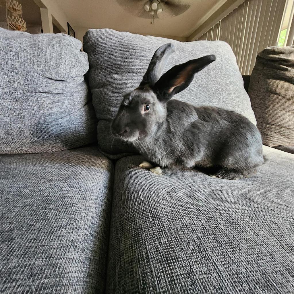 Enlarge Crystal Hot Sauce, a Adoptable American in Richmond, CA image 4/6