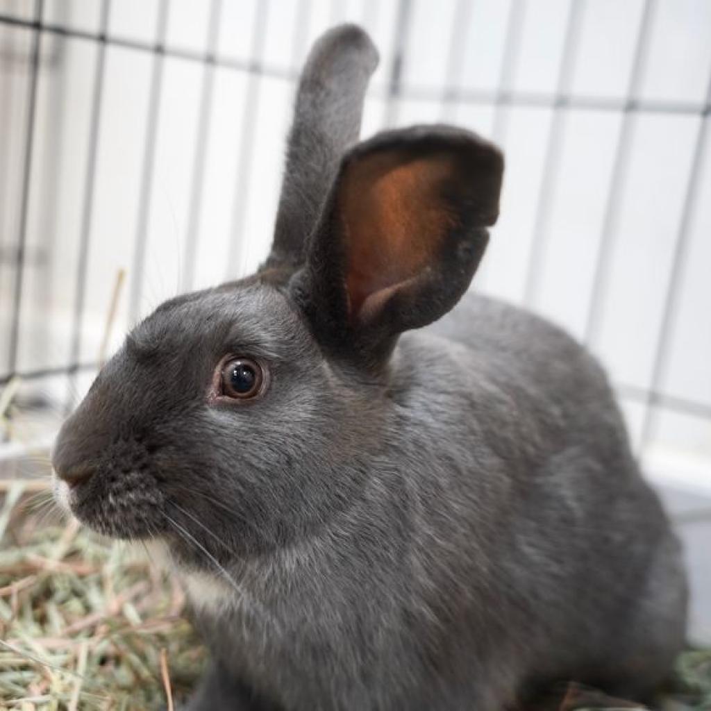 Enlarge Crystal Hot Sauce, a Adoptable American in Richmond, CA image 5/6