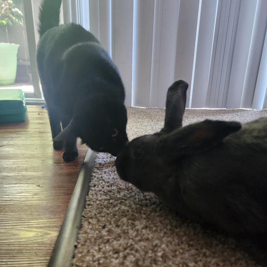 Enlarge Crystal Hot Sauce, a Adoptable American in Richmond, CA image 6/6