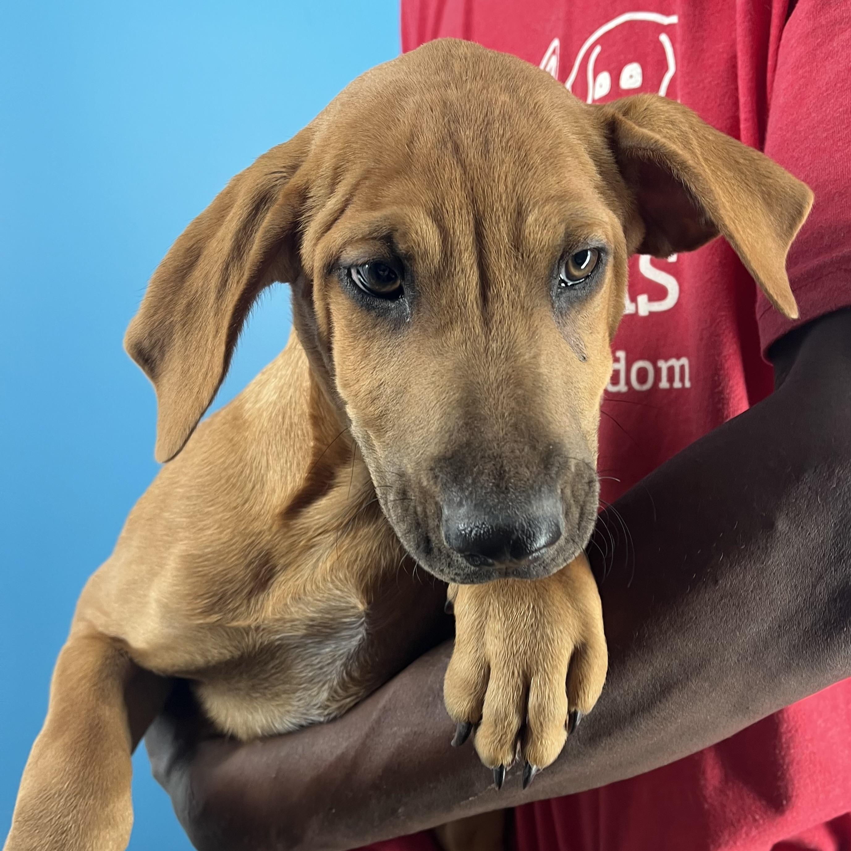 Enlarge Dobbie - Local Dec 19-21, a Adoptable mixed breed in Gresham, OR image 1/6