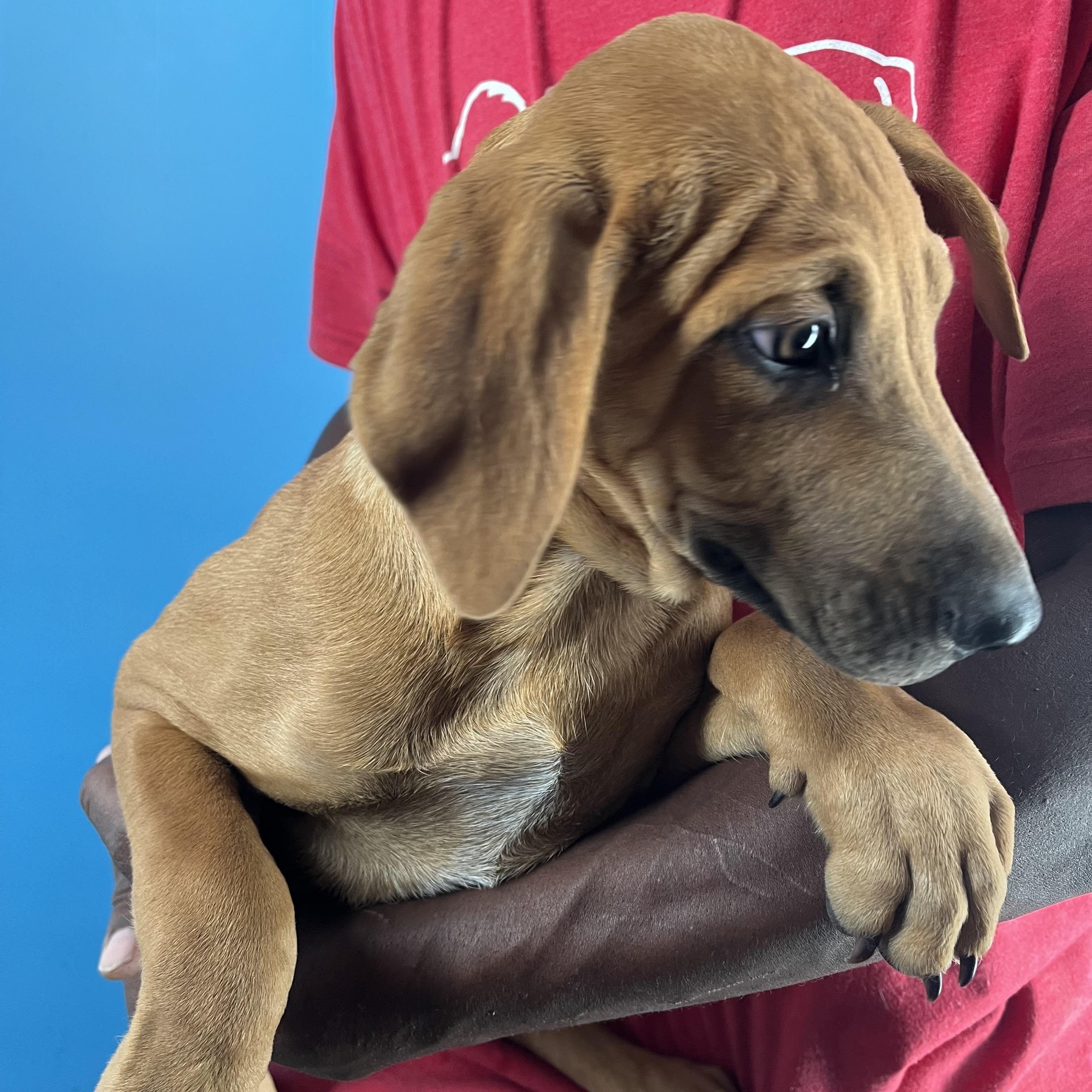 Dobbie - Local Nov 16 3