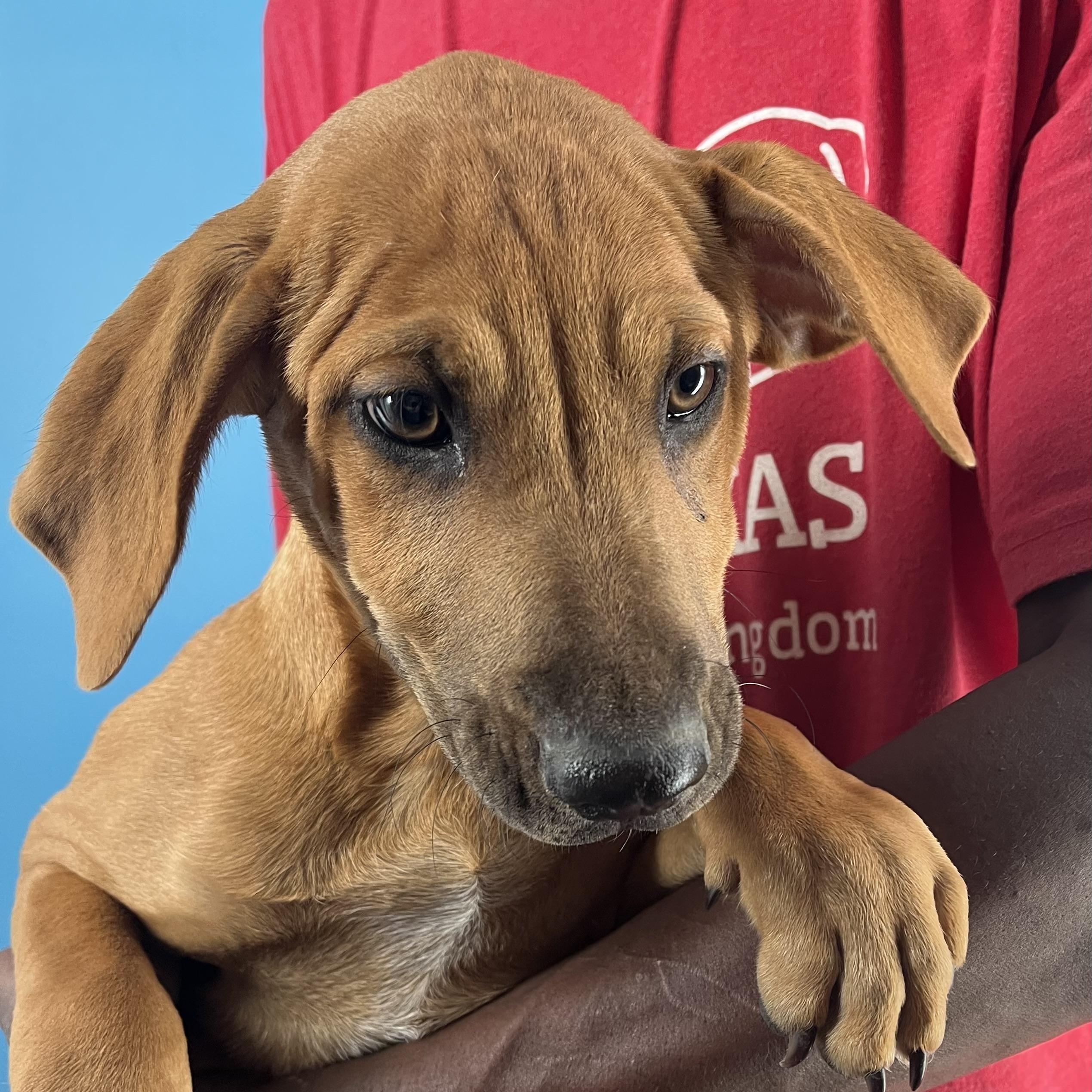 Enlarge Dobbie - Local Dec 19-21, a Adoptable mixed breed in Gresham, OR image 3/6