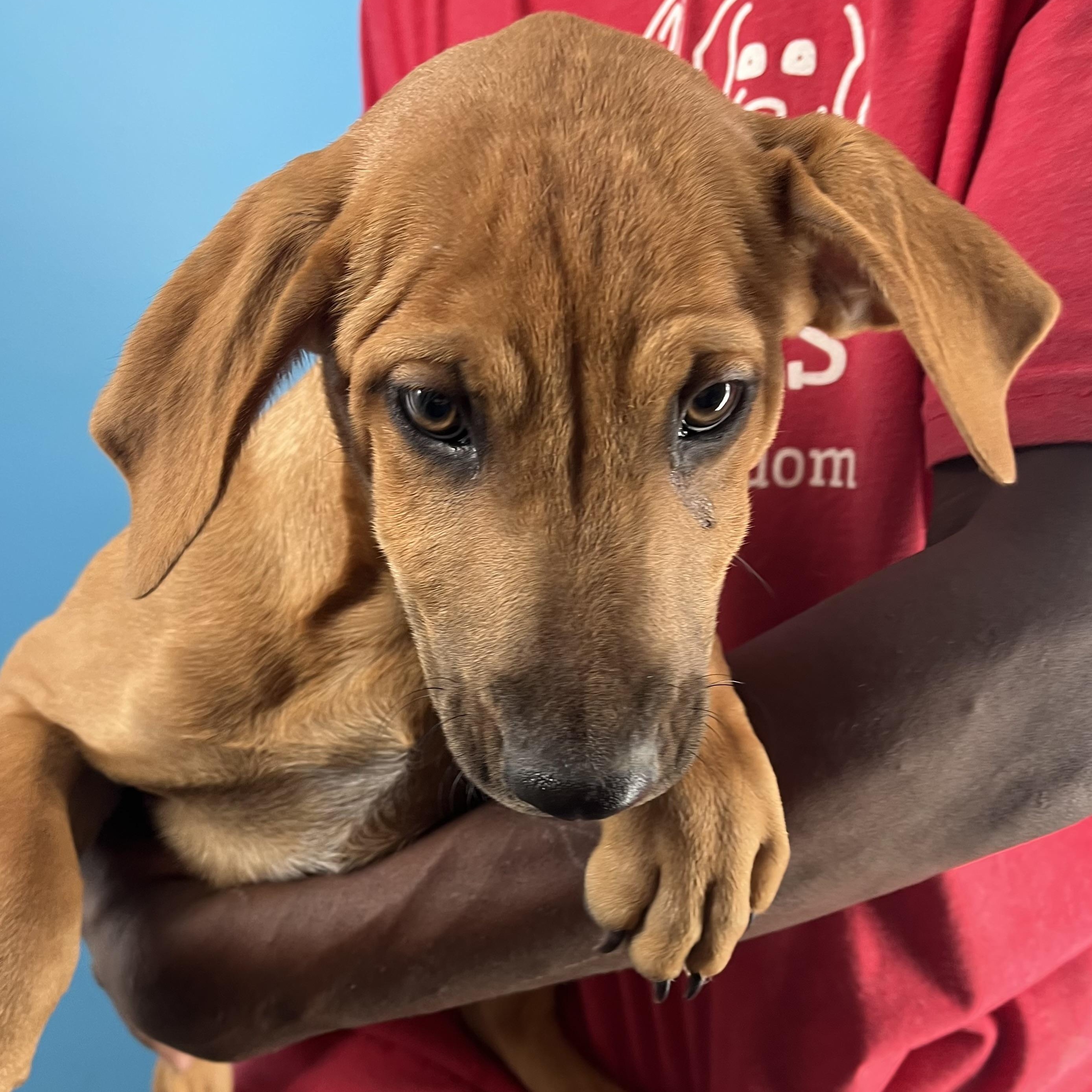 Enlarge Dobbie - Local Dec 19-21, a Adoptable mixed breed in Gresham, OR image 4/6