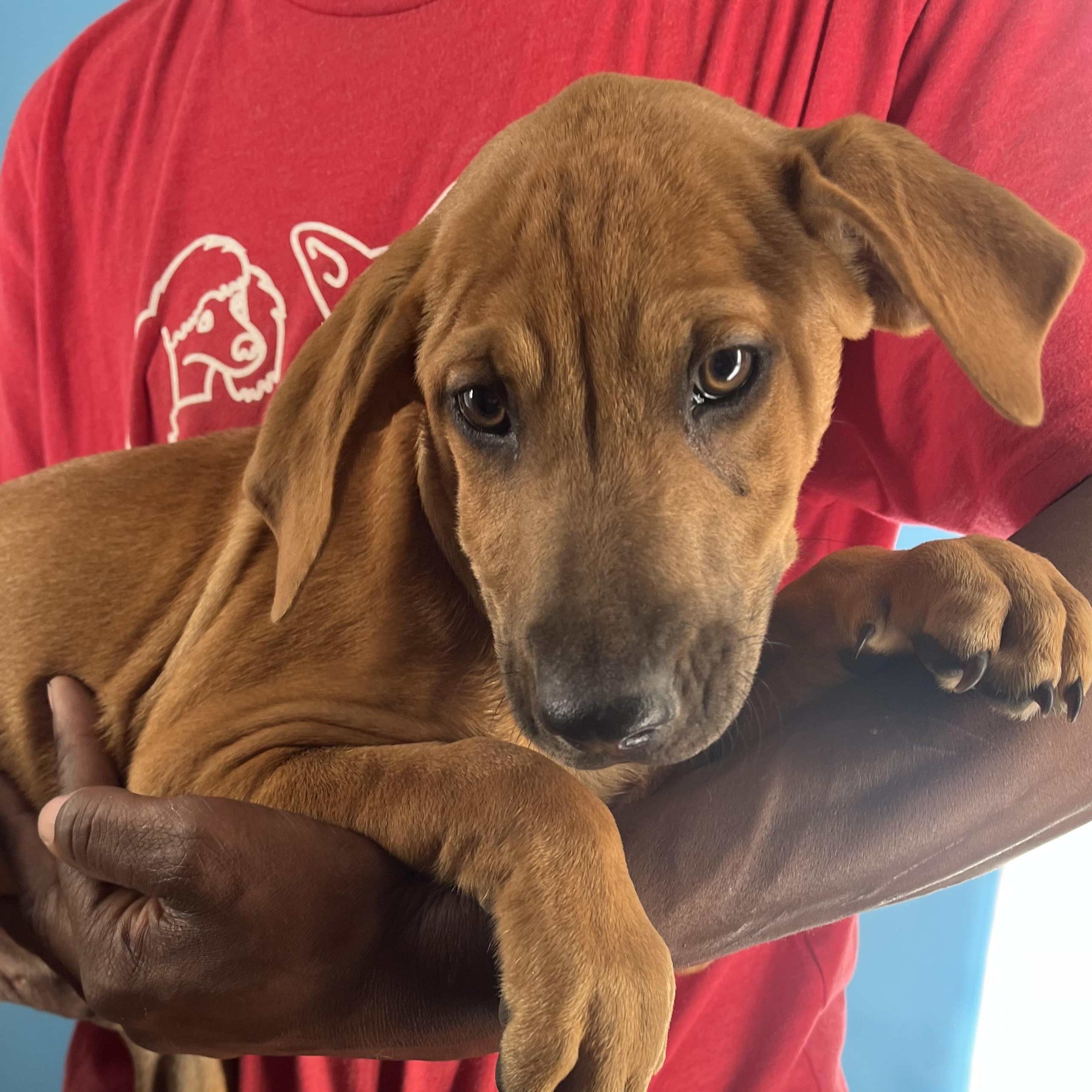 Enlarge Dobbie - Local Dec 19-21, a Adoptable mixed breed in Gresham, OR image 5/6