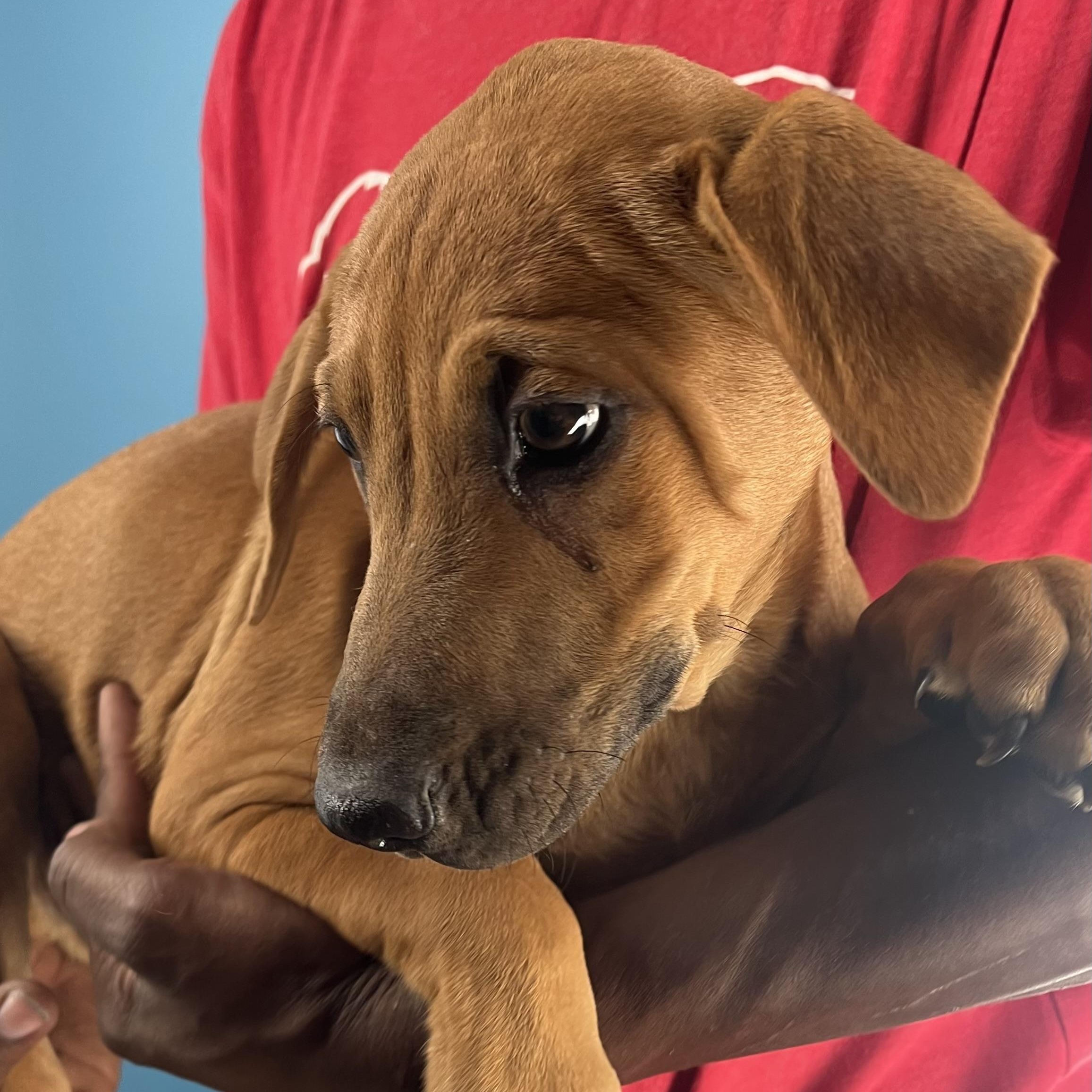 Enlarge Dobbie - Local Dec 19-21, a Adoptable mixed breed in Gresham, OR image 6/6