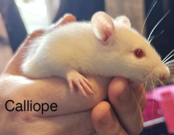 Calliope, Adoptable, Baby Female Rat.