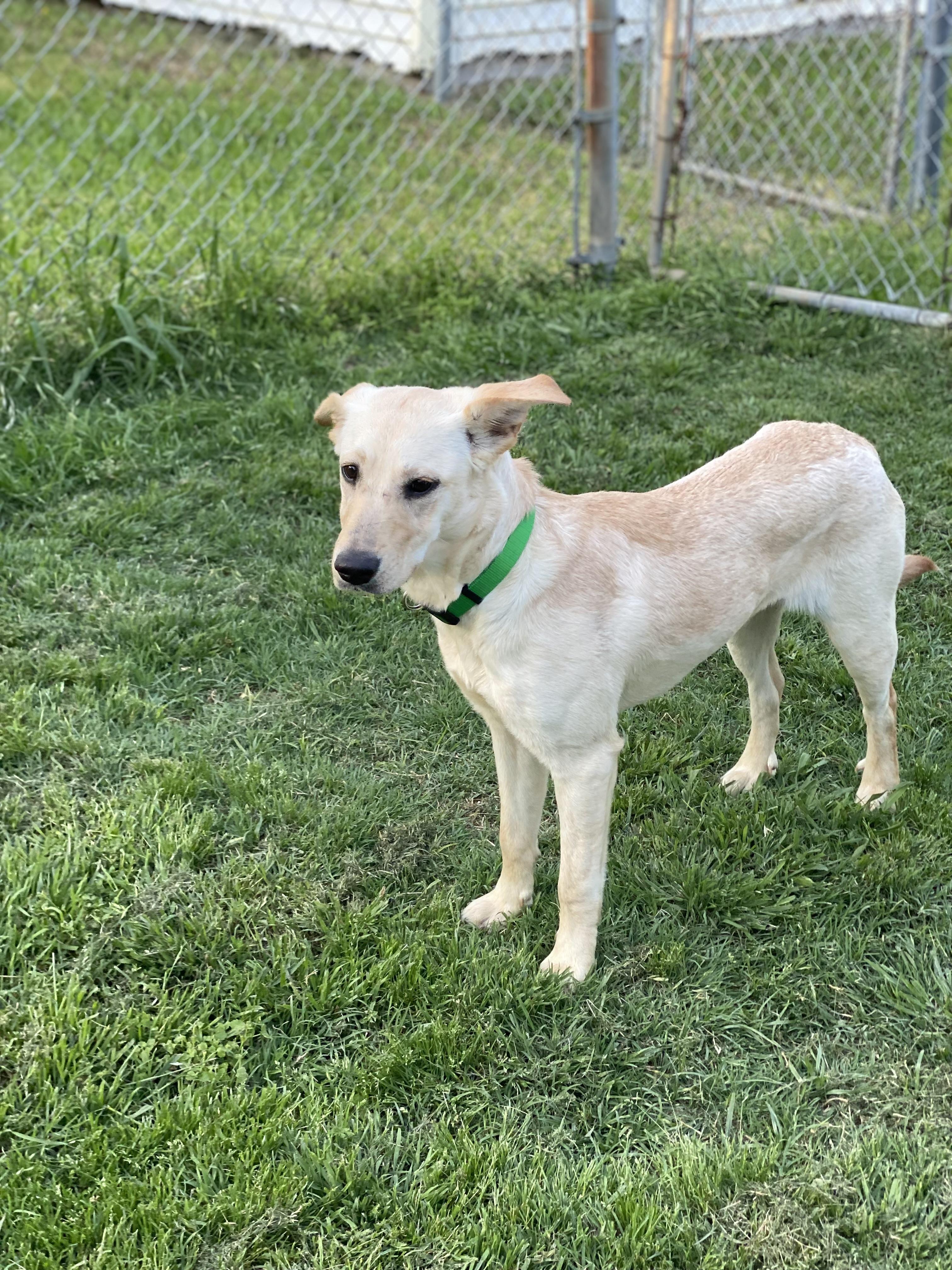 Vanilla — thumbnail 2