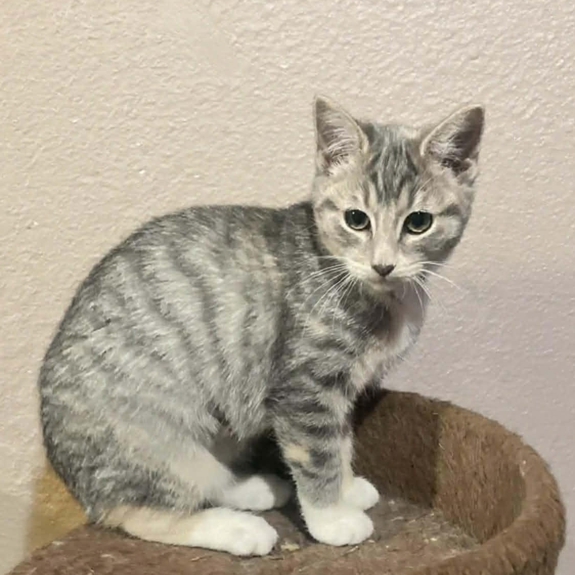 Enlarge Oat, an adopted Domestic Short Hair in Lake Orion, MI image 2/3