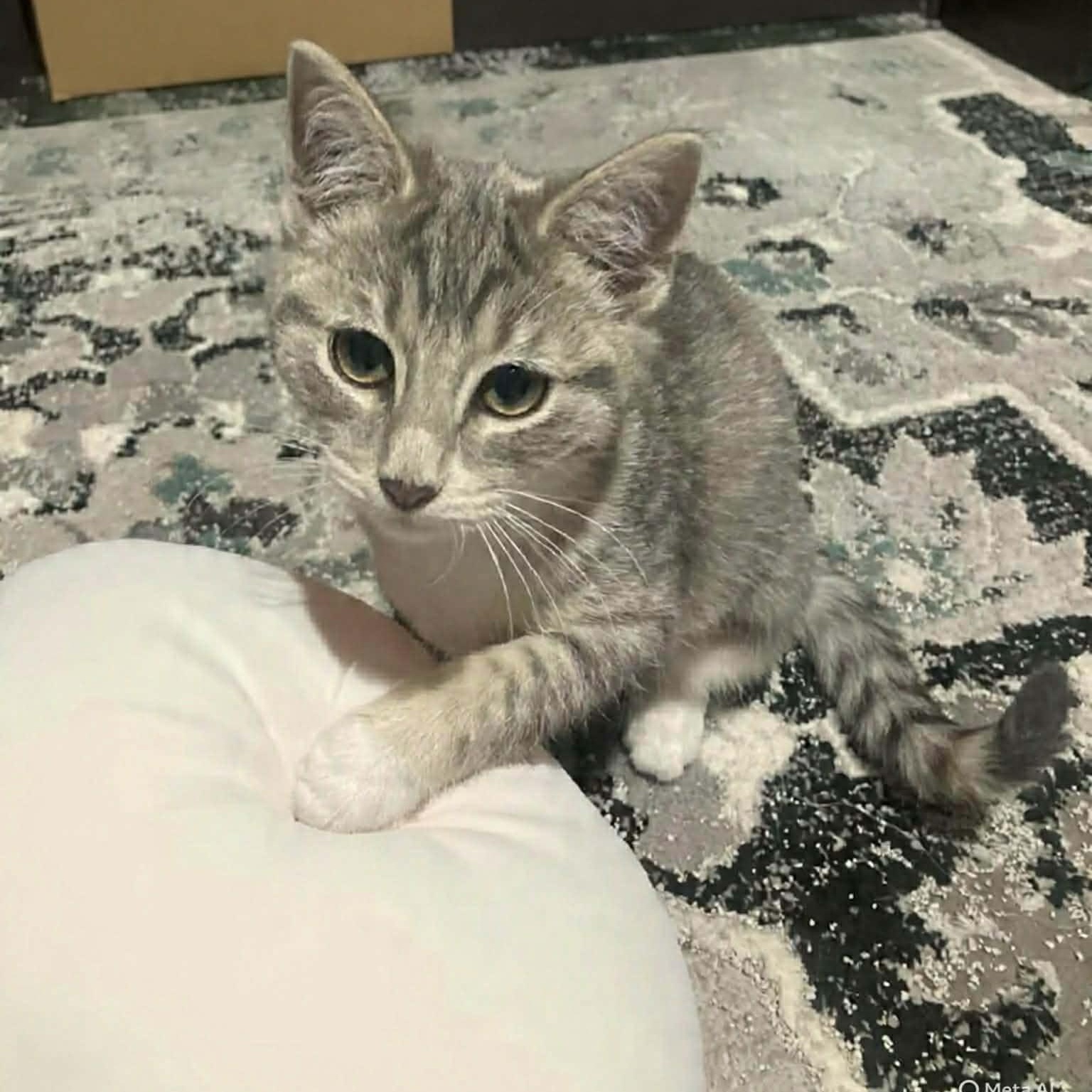 Oat, adopted, Kitten Female Domestic Short Hair.