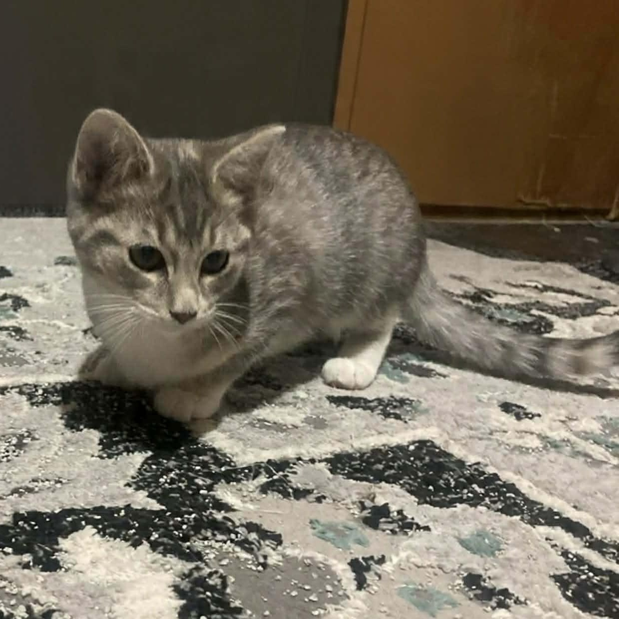 Enlarge Oat, an adopted Domestic Short Hair in Lake Orion, MI image 3/3