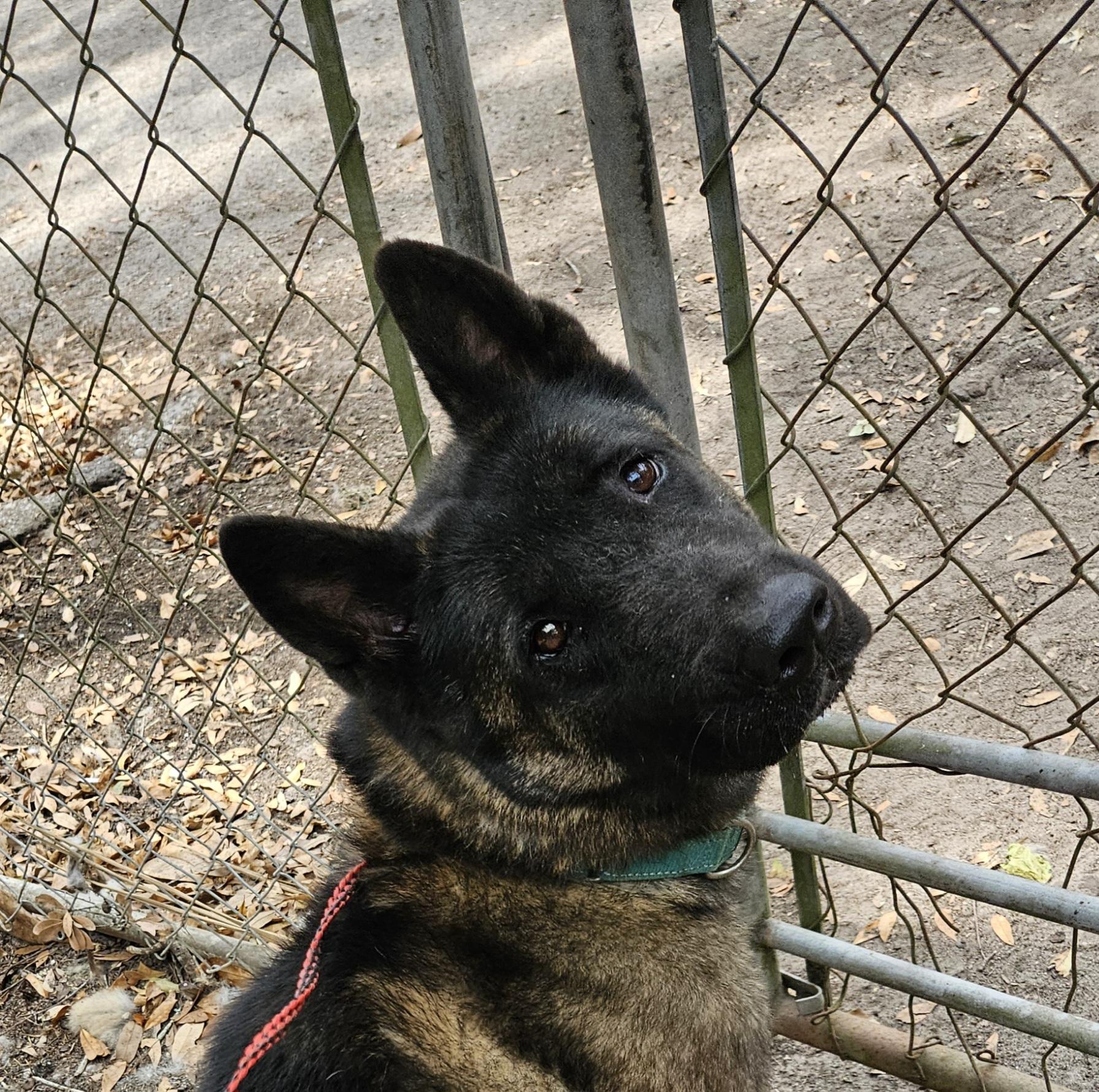 Isa, Young Female Akita