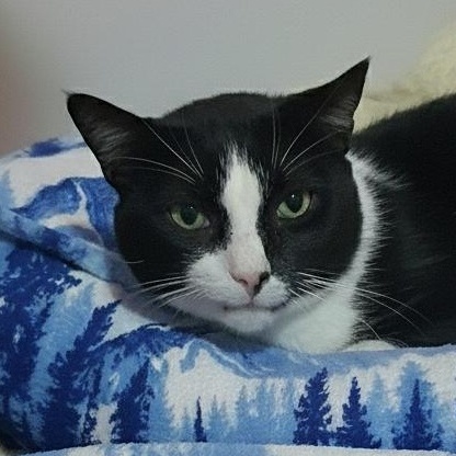 Winston, Adoptable, Senior Male Domestic Short Hair.