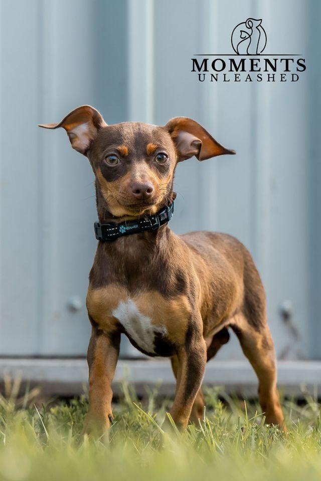 Rutt, a ADOPTABLE mixed breed in Myakka City, FL image 3/5