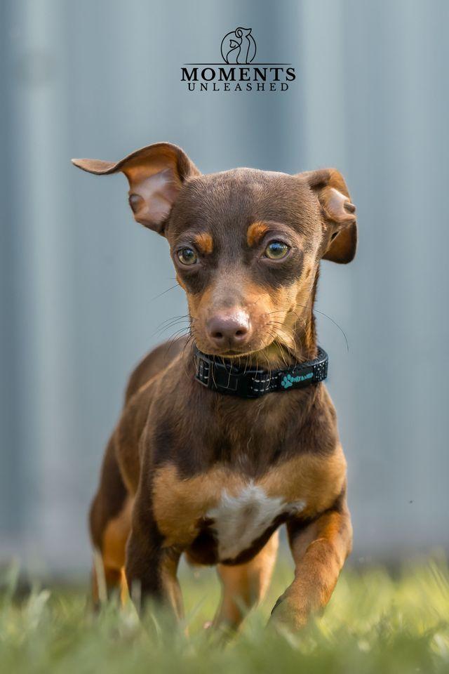 Rutt, a ADOPTABLE mixed breed in Myakka City, FL image 5/5