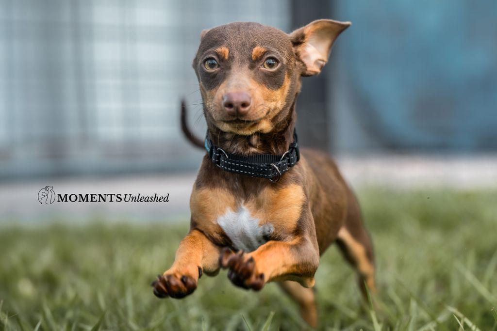 Rutt, a ADOPTABLE mixed breed in Myakka City, FL image 4/5