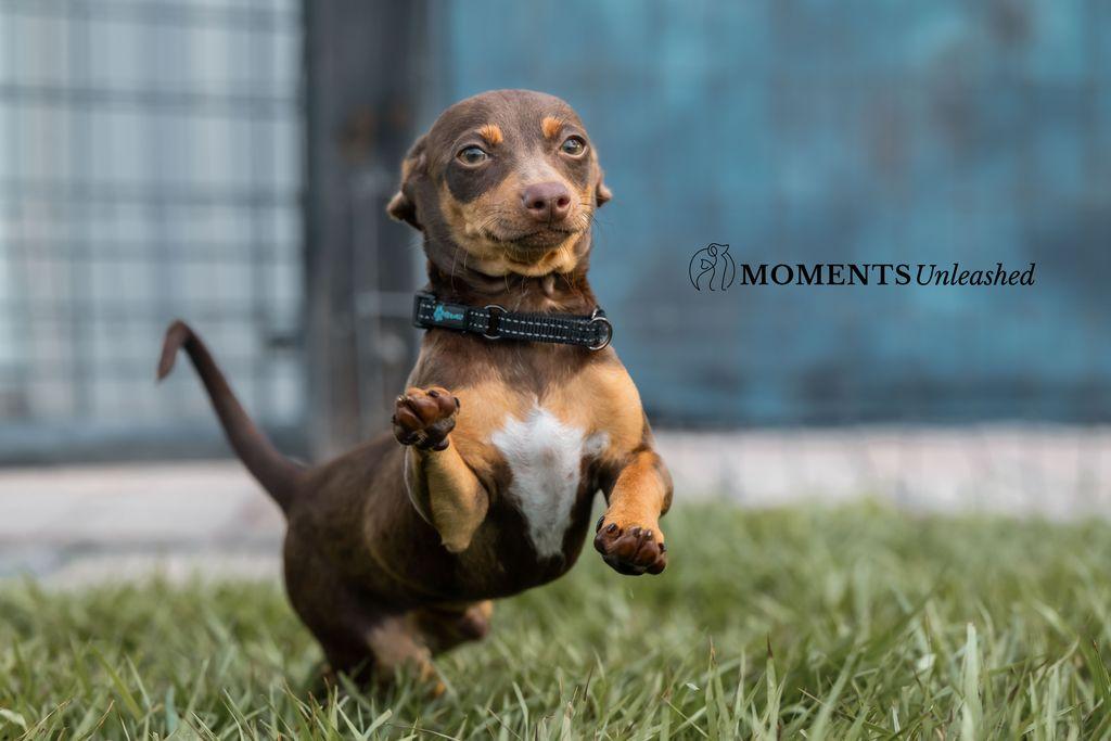 Rutt, a ADOPTABLE mixed breed in Myakka City, FL image 2/5