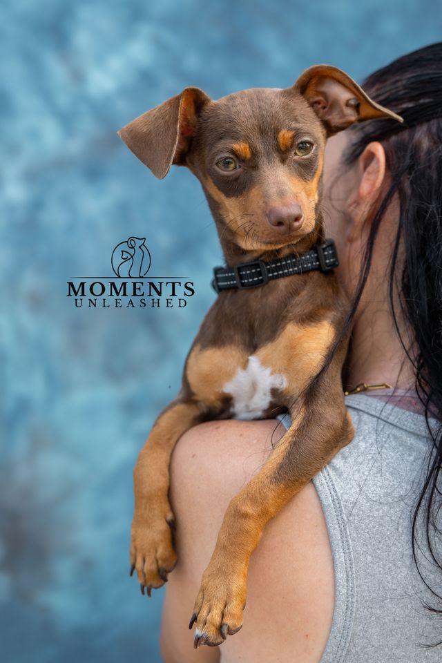 Rutt, ADOPTABLE, Puppy Male Dachshund & Chihuahua.