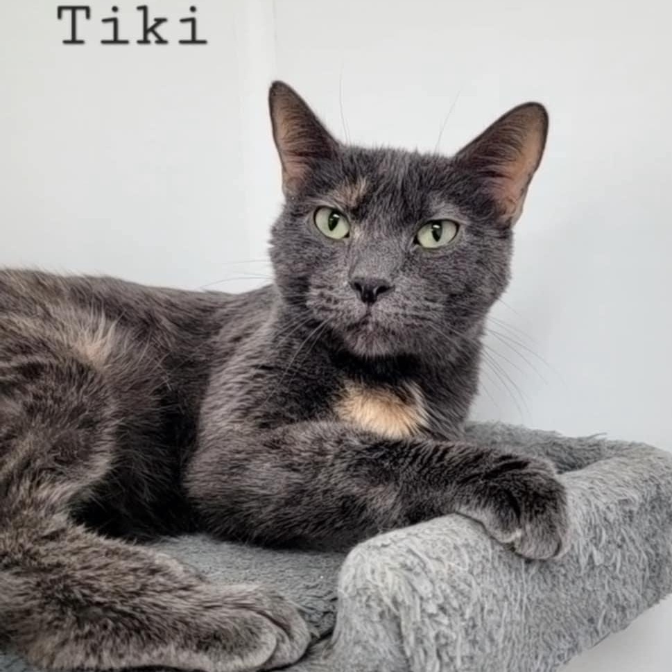 Enlarge Tiki, a Adoptable Domestic Short Hair in Rushville, IL image 1/1