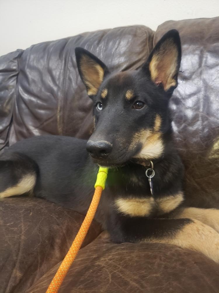 Britt, Adoptable, Young Female German Shepherd Dog & Shepherd.