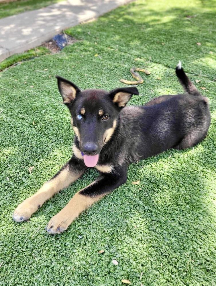 Enlarge Britt, a Adoptable mixed breed in Littleton, CO image 2/6