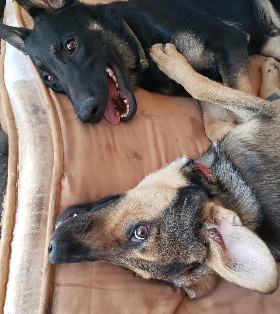 Enlarge Britt, a Adoptable mixed breed in Littleton, CO image 3/6