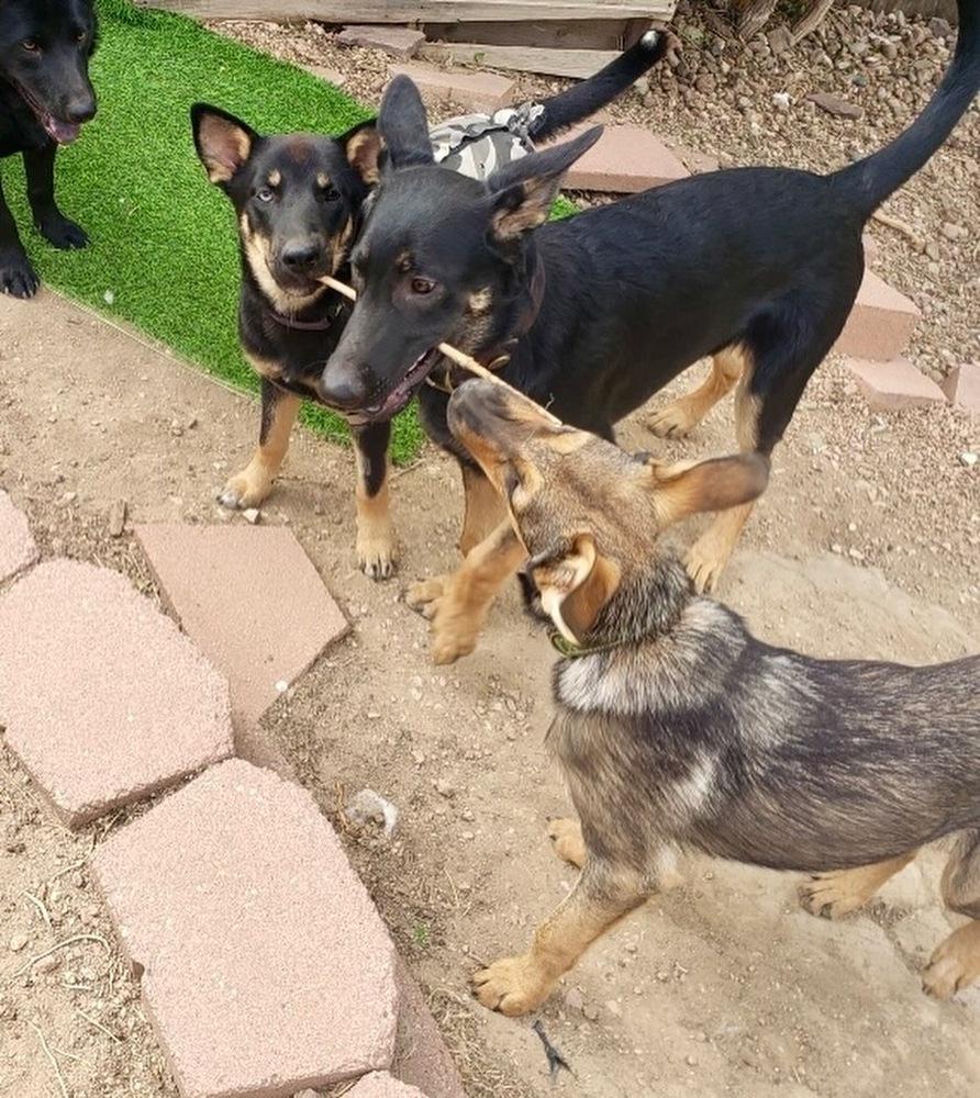 Enlarge Britt, a Adoptable mixed breed in Littleton, CO image 4/6