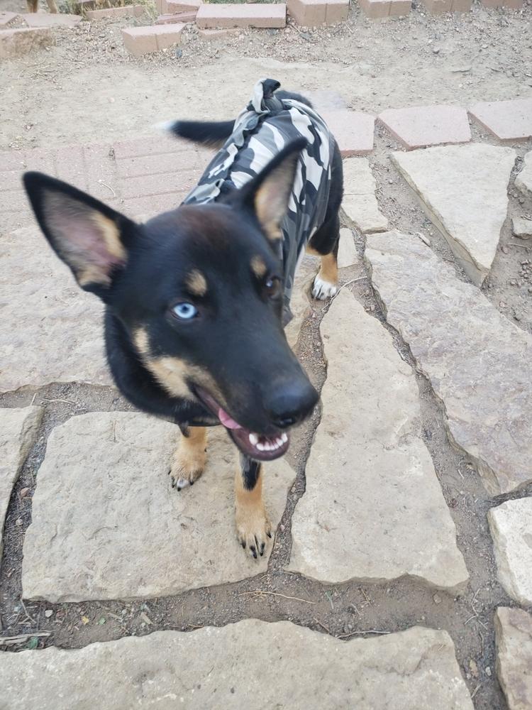 Enlarge Britt, a Adoptable mixed breed in Littleton, CO image 6/6