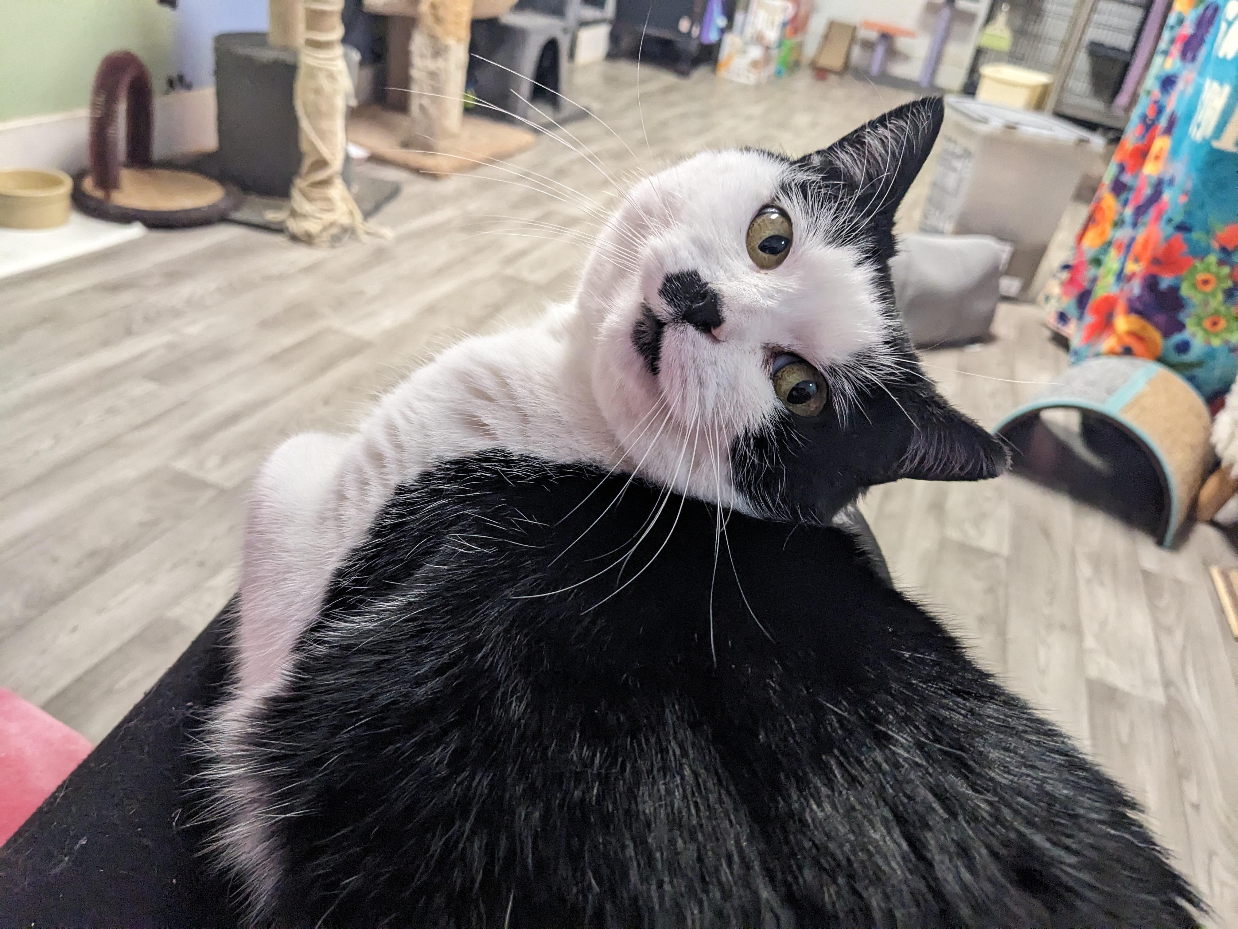 Holly, adopted, Adult Female Domestic Short Hair.