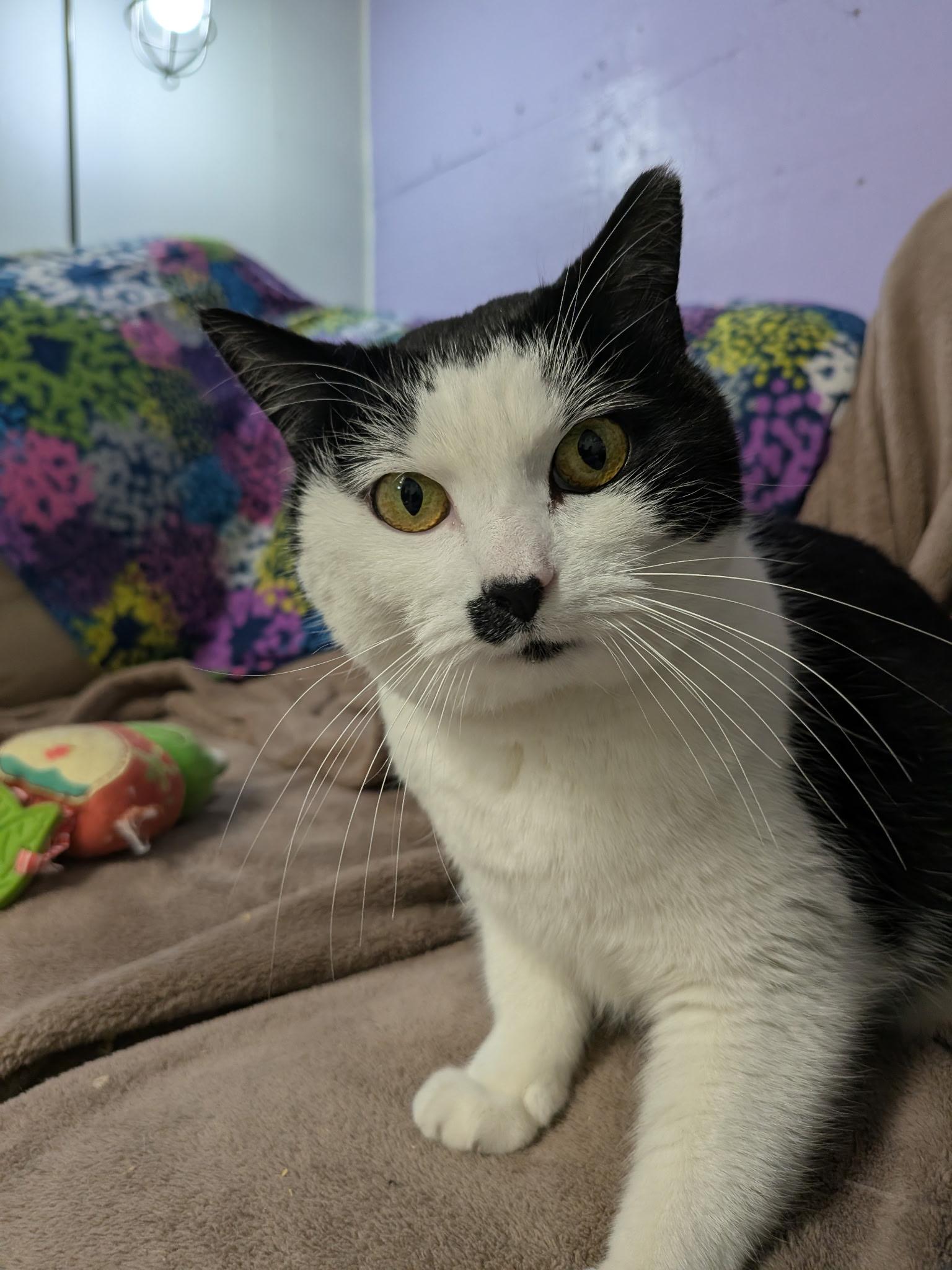 Holly, an adopted Domestic Short Hair in Rocky Ridge, MD image 2/3