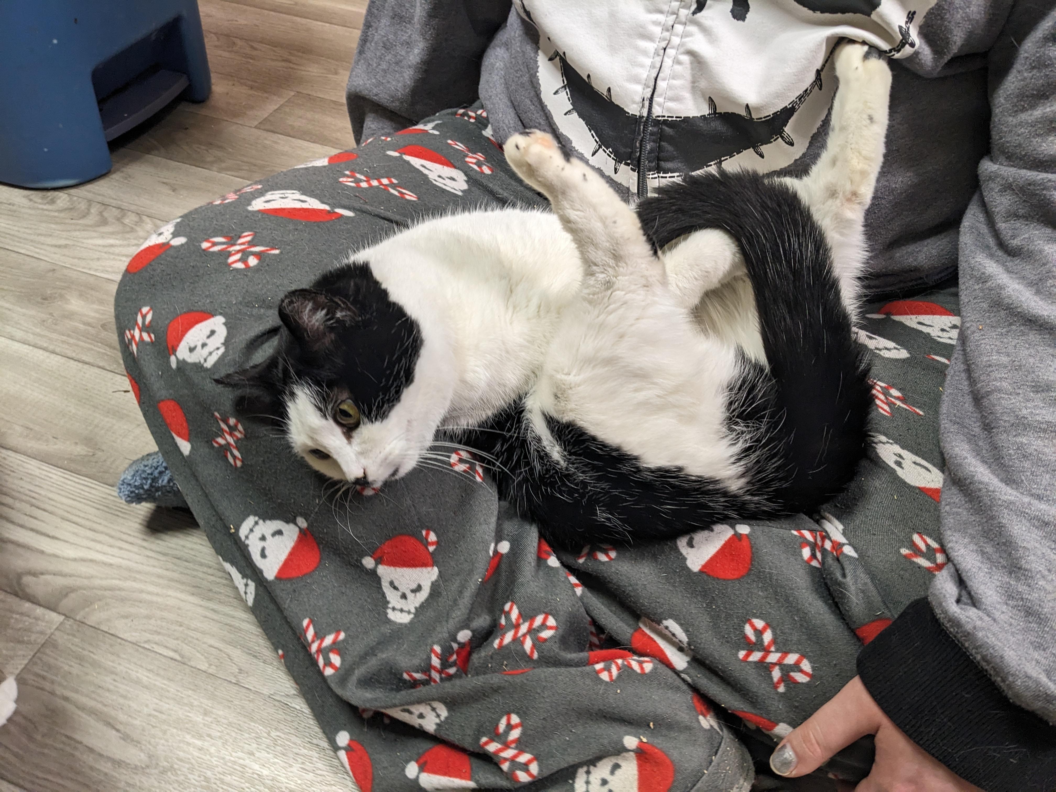 Holly, an adopted Domestic Short Hair in Rocky Ridge, MD image 3/3