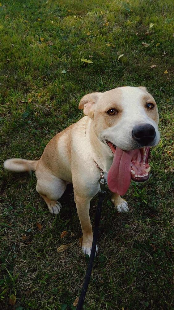 George, a Adoptable mixed breed in Bolivar, MO image 1/4