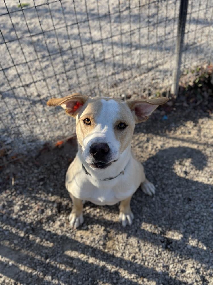 George, a Adoptable mixed breed in Bolivar, MO image 2/4