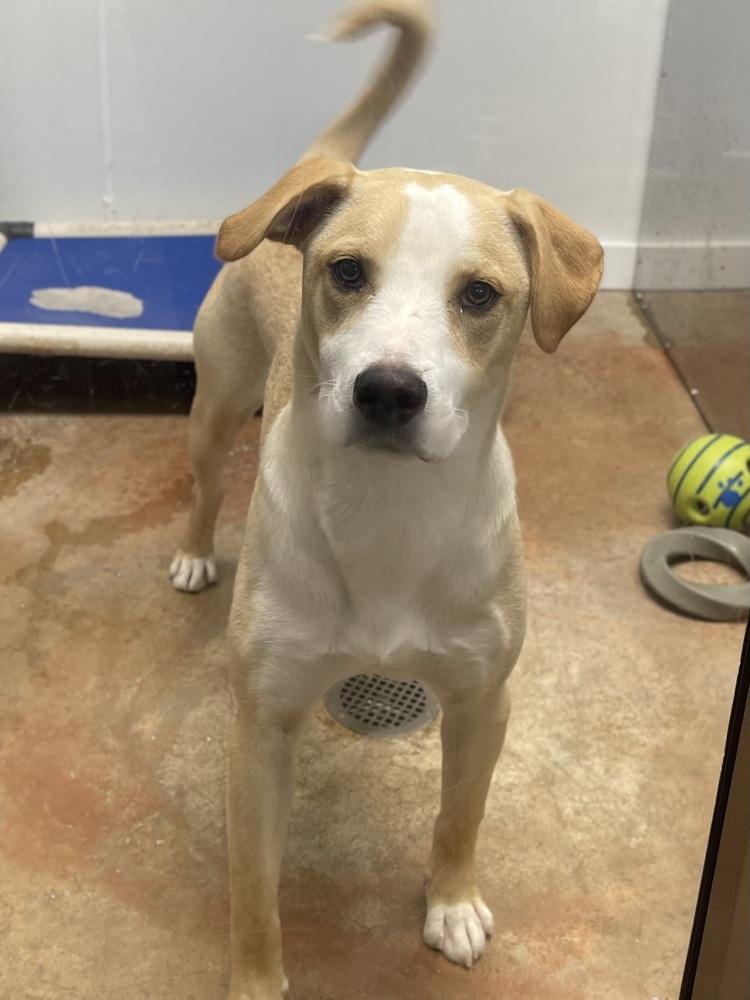 George, a Adoptable mixed breed in Bolivar, MO image 3/4