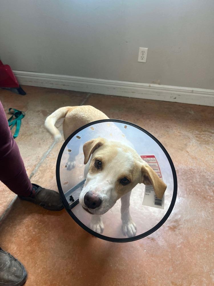 George, a Adoptable mixed breed in Bolivar, MO image 4/4