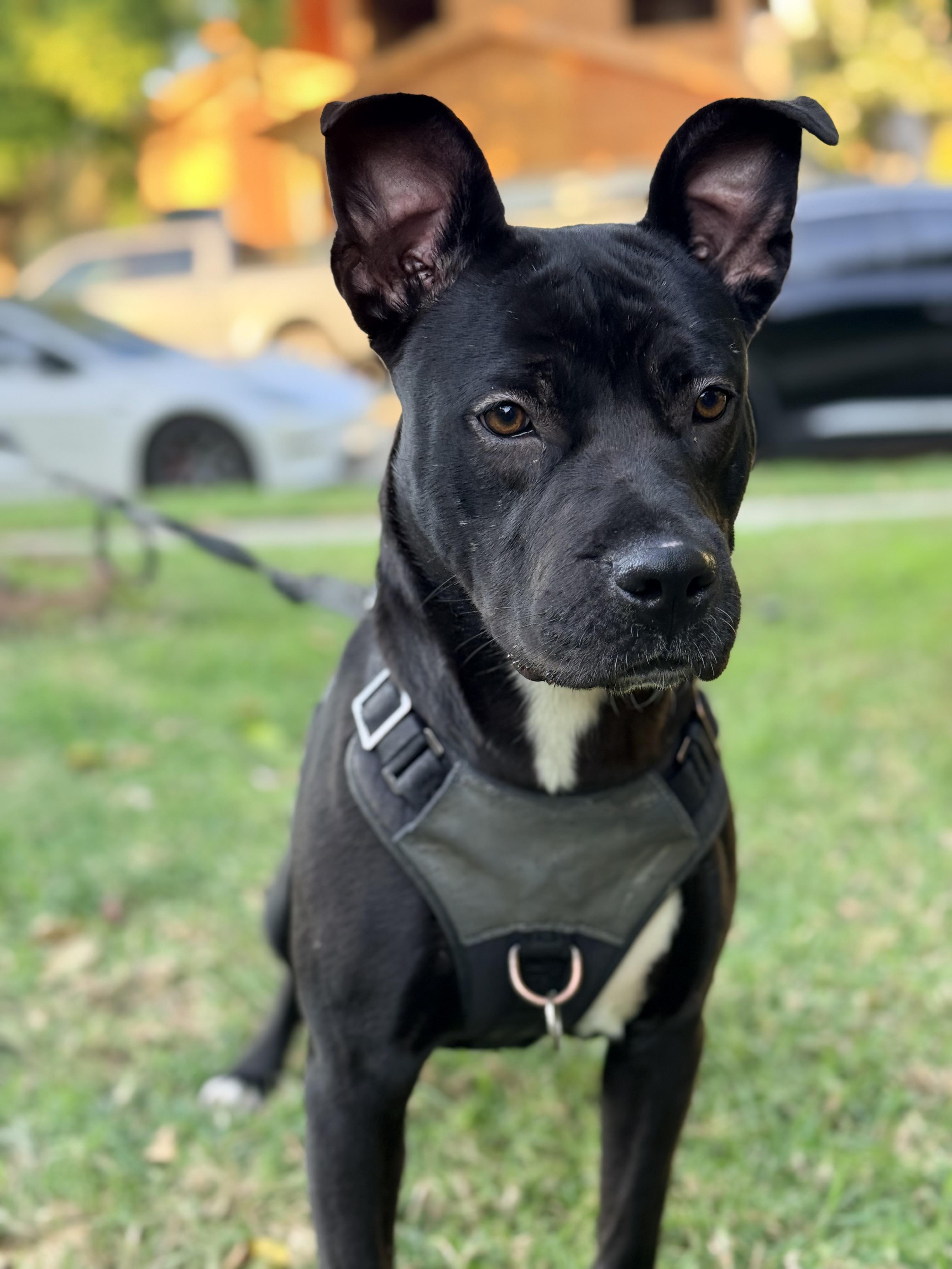 Enlarge Jinx, an adopted Pit Bull Terrier in Portland, CA image 1/6