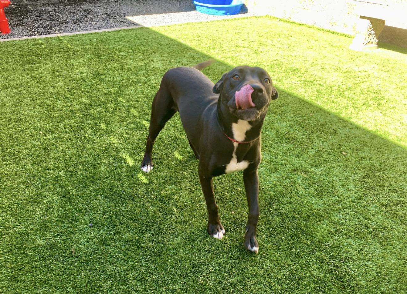 Enlarge Jinx, an adopted Pit Bull Terrier in Portland, CA image 6/6