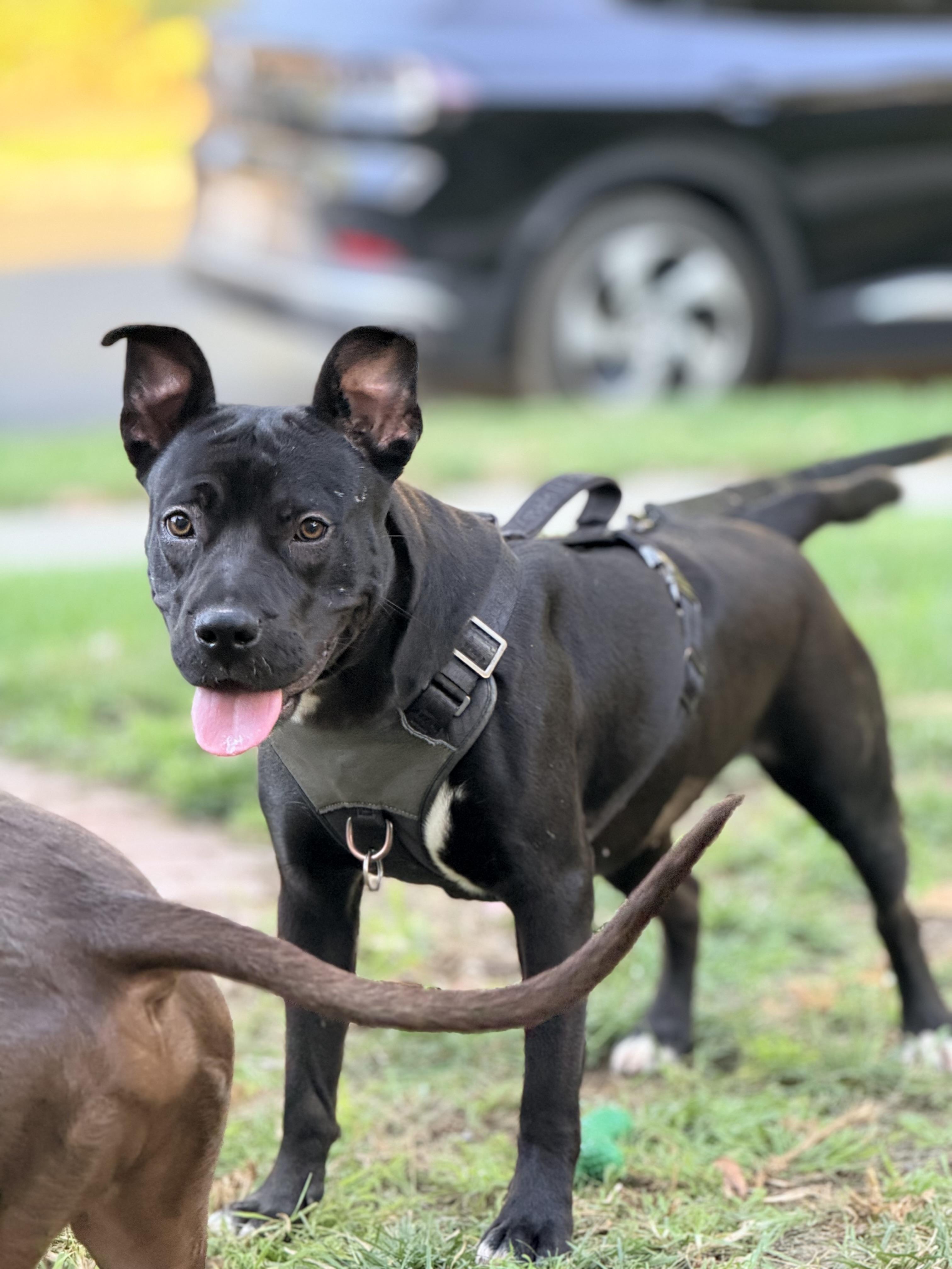 Enlarge Jinx, an adopted Pit Bull Terrier in Portland, CA image 5/6
