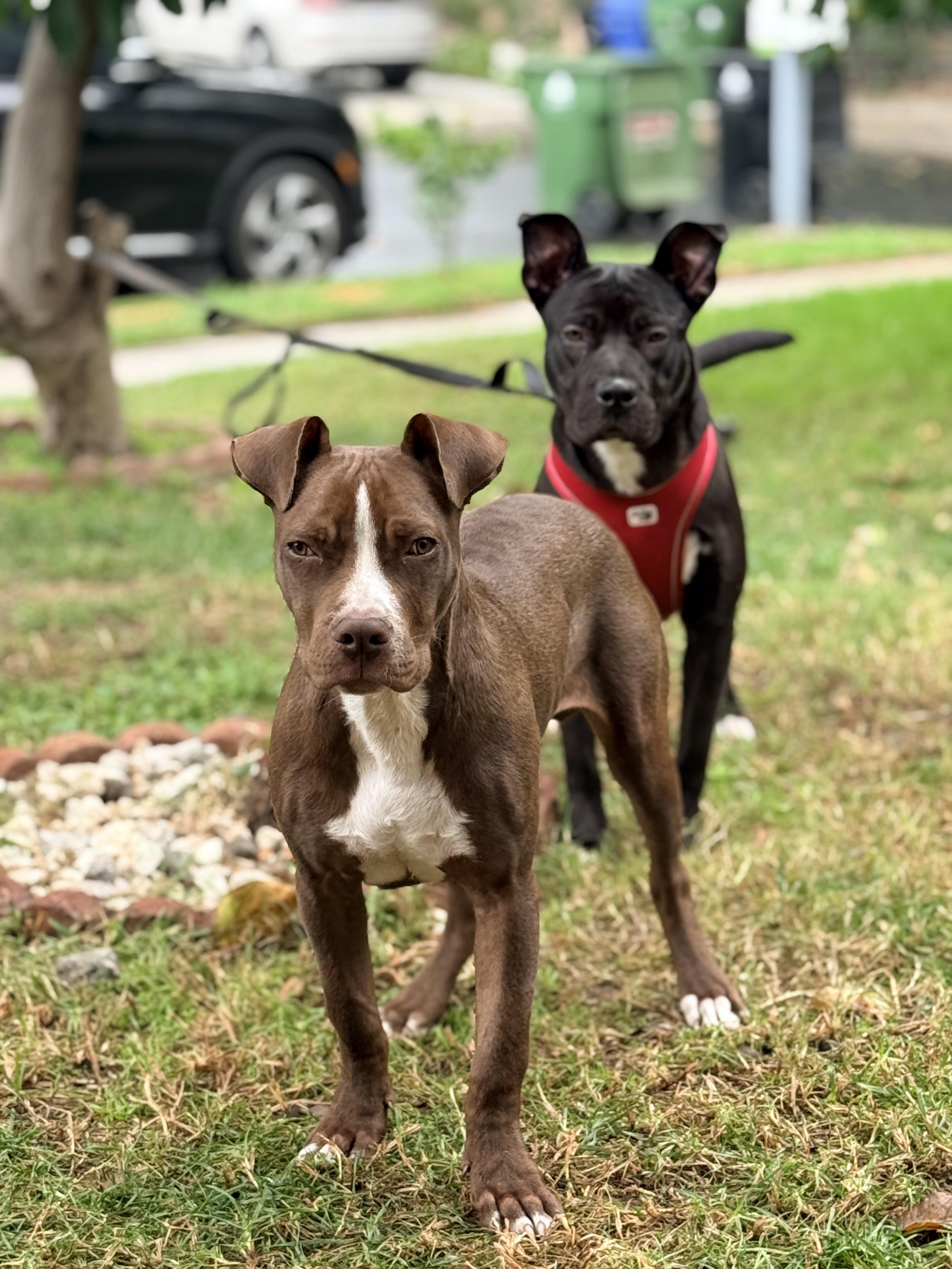 Enlarge Jinx, an adopted Pit Bull Terrier in Portland, CA image 3/6