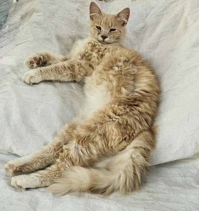Enlarge Claudio, an adopted Domestic Medium Hair in Myrtle Beach, SC image 3/3