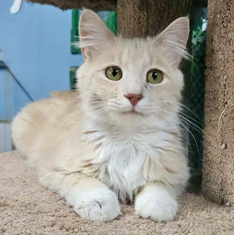 Enlarge Claudio, an adopted Domestic Medium Hair in Myrtle Beach, SC image 1/3