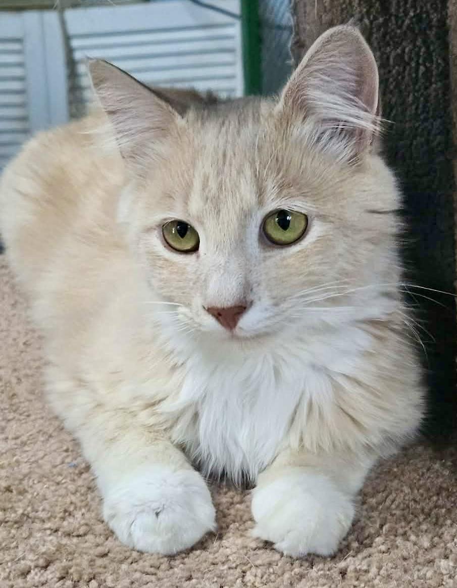 Enlarge Claudio, an adopted Domestic Medium Hair in Myrtle Beach, SC image 2/3