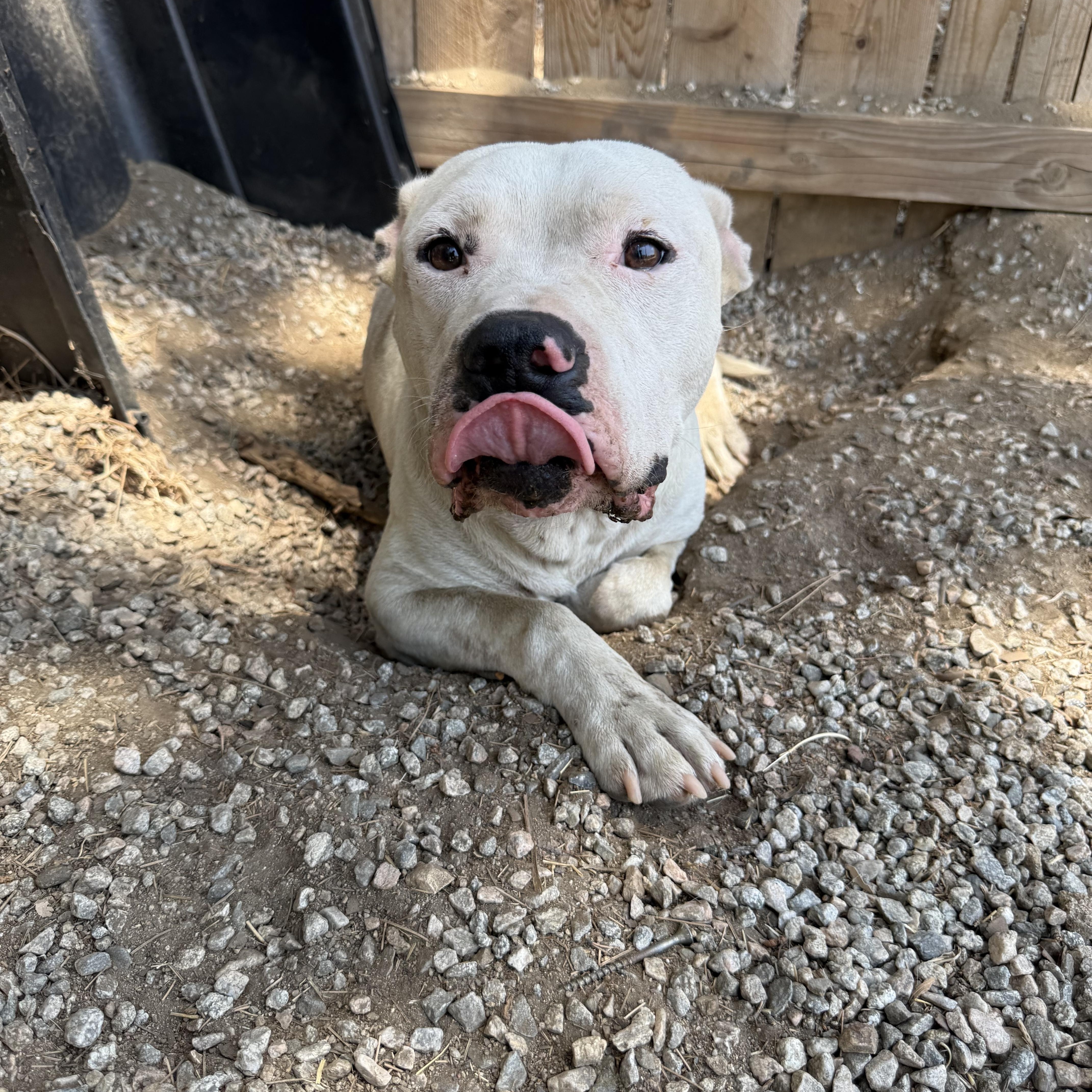 Enlarge SNOWY, an adopted Pit Bull Terrier in Portland , OR image 5/6