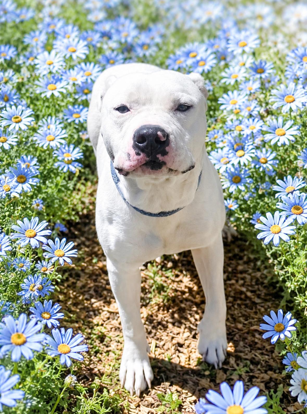 SNOWY, adopted, Young Male Pit Bull Terrier.