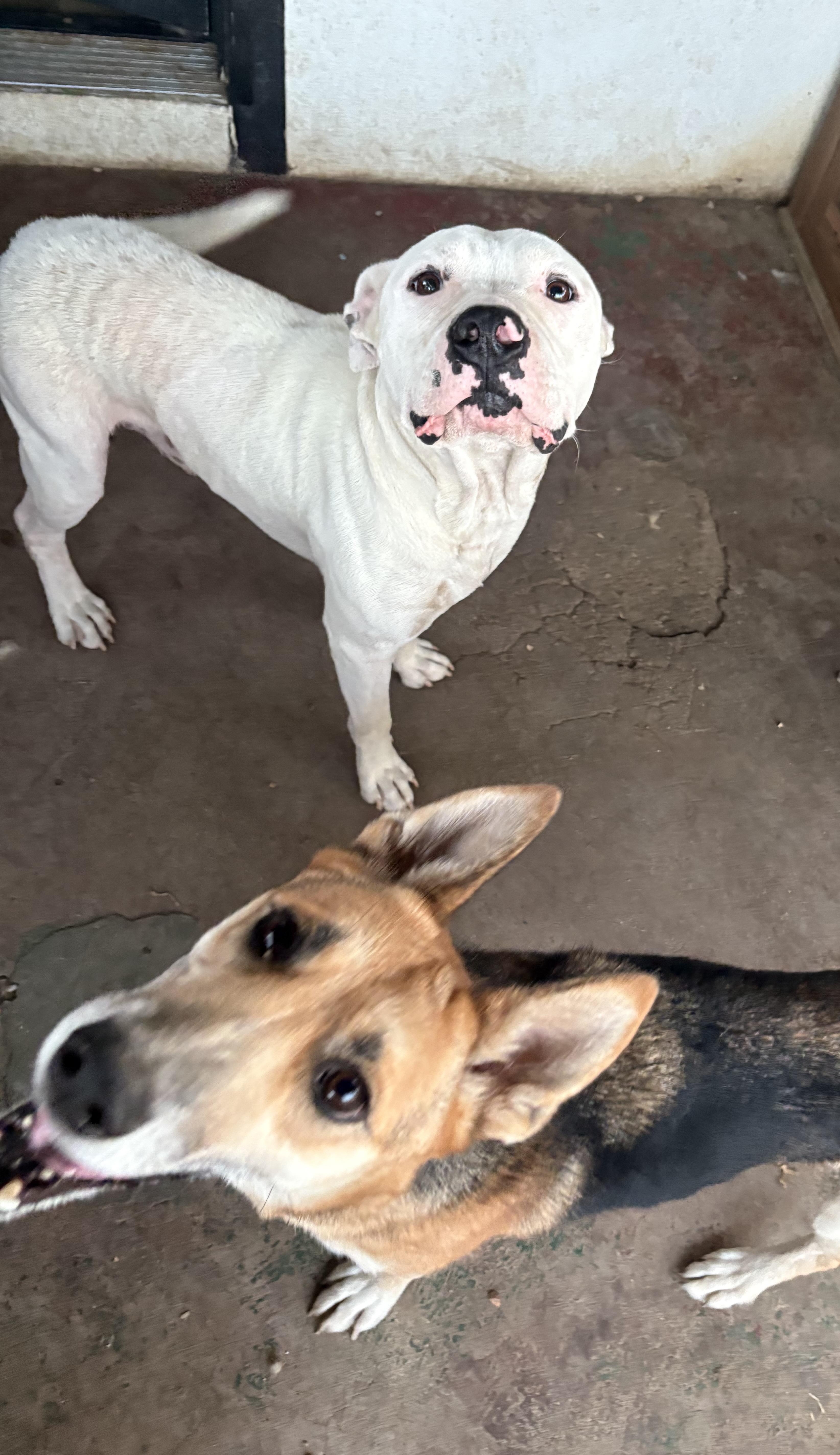 Enlarge SNOWY, an adopted Pit Bull Terrier in Portland , OR image 3/6