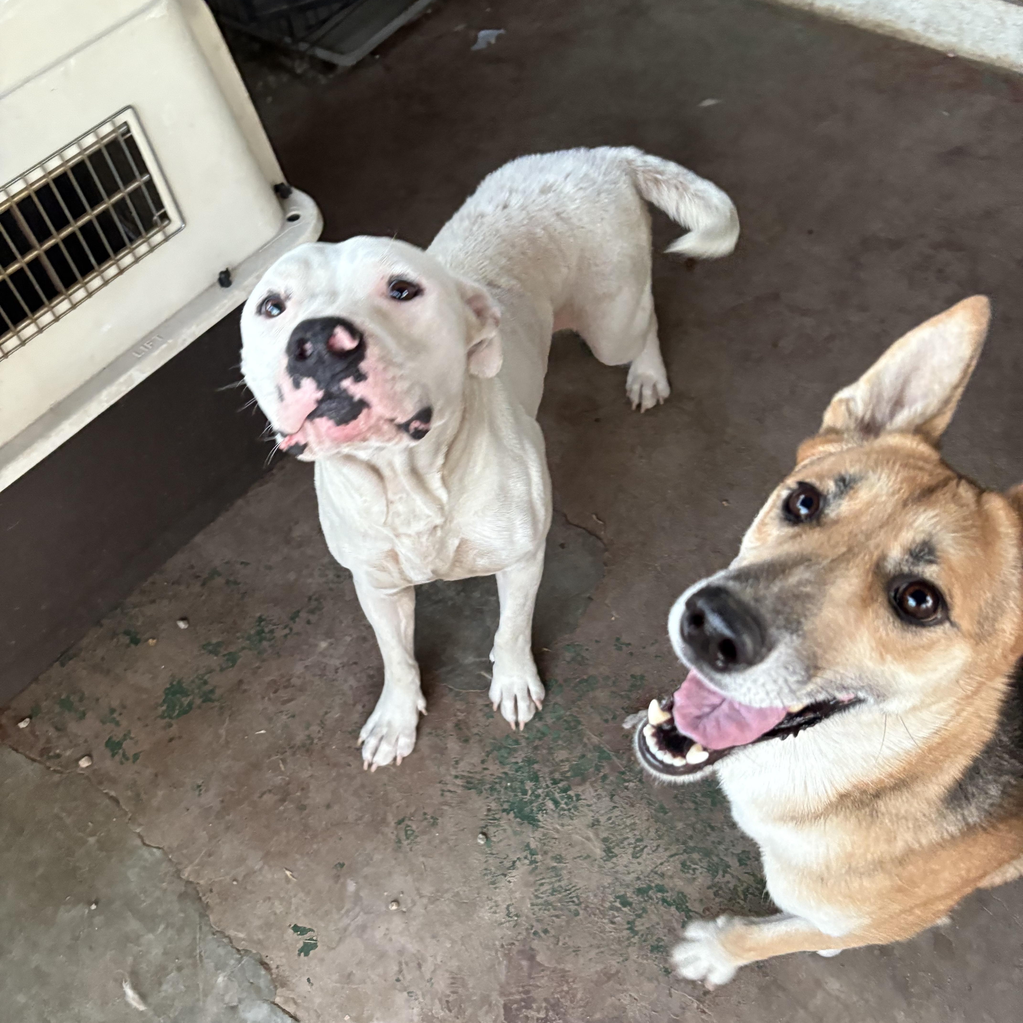Enlarge SNOWY, an adopted Pit Bull Terrier in Portland , OR image 4/6