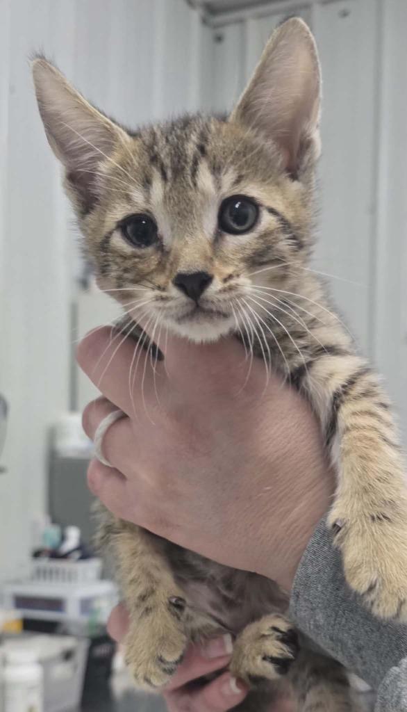 Enlarge Bean, a Adoptable mixed breed in Hillsdale, IN image 1/1