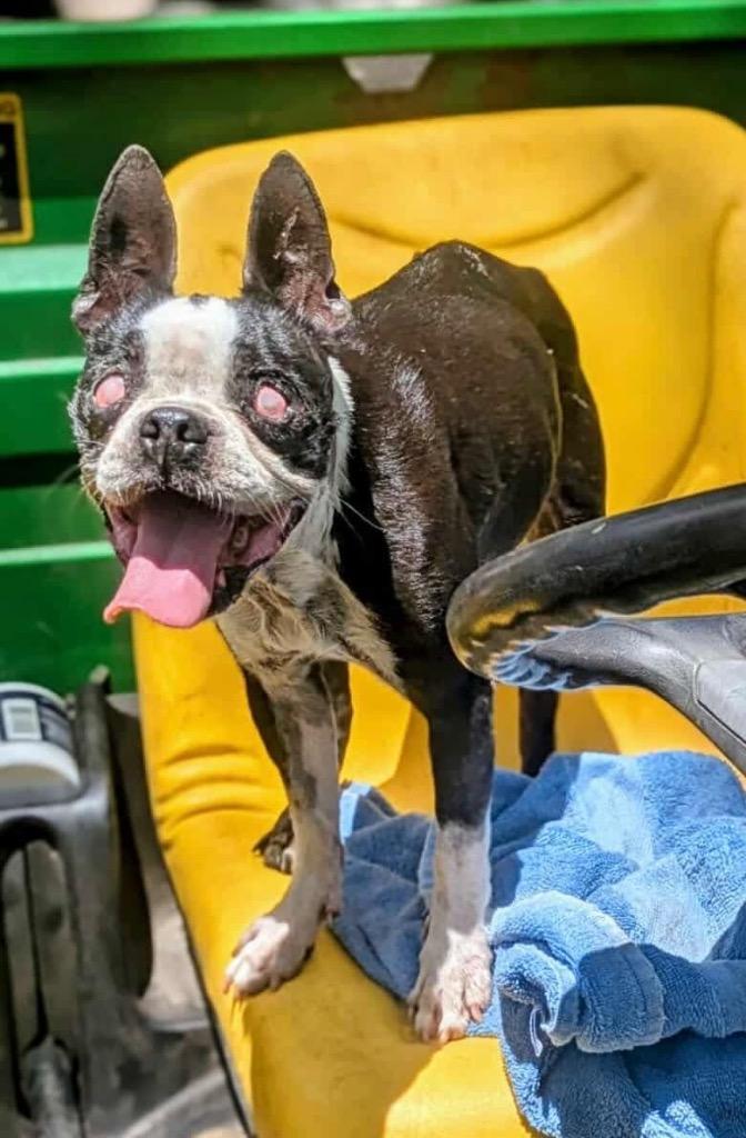 Enlarge Roxy, a Adopted mixed breed in Waynesville, GA image 1/2