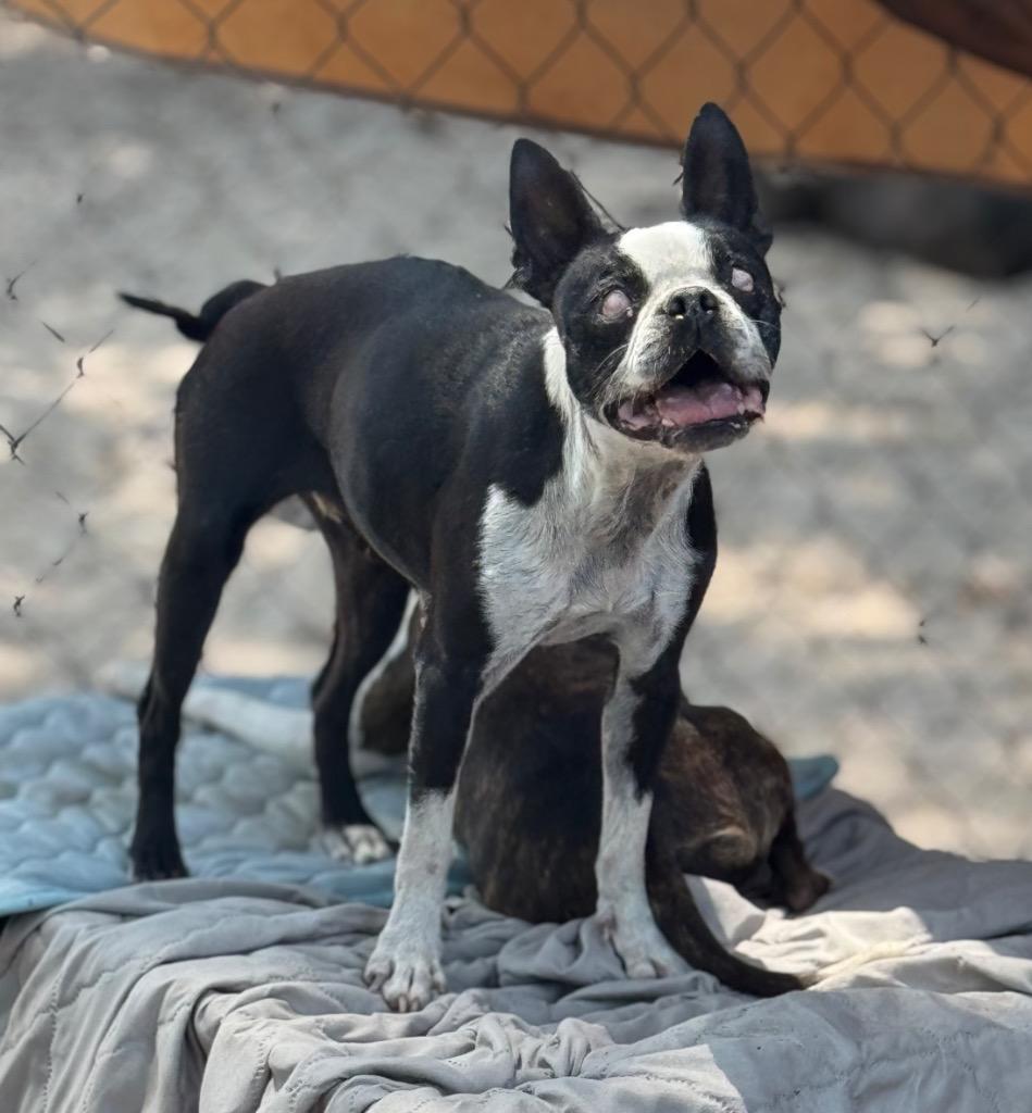 Enlarge Roxy, a Adopted mixed breed in Waynesville, GA image 2/2